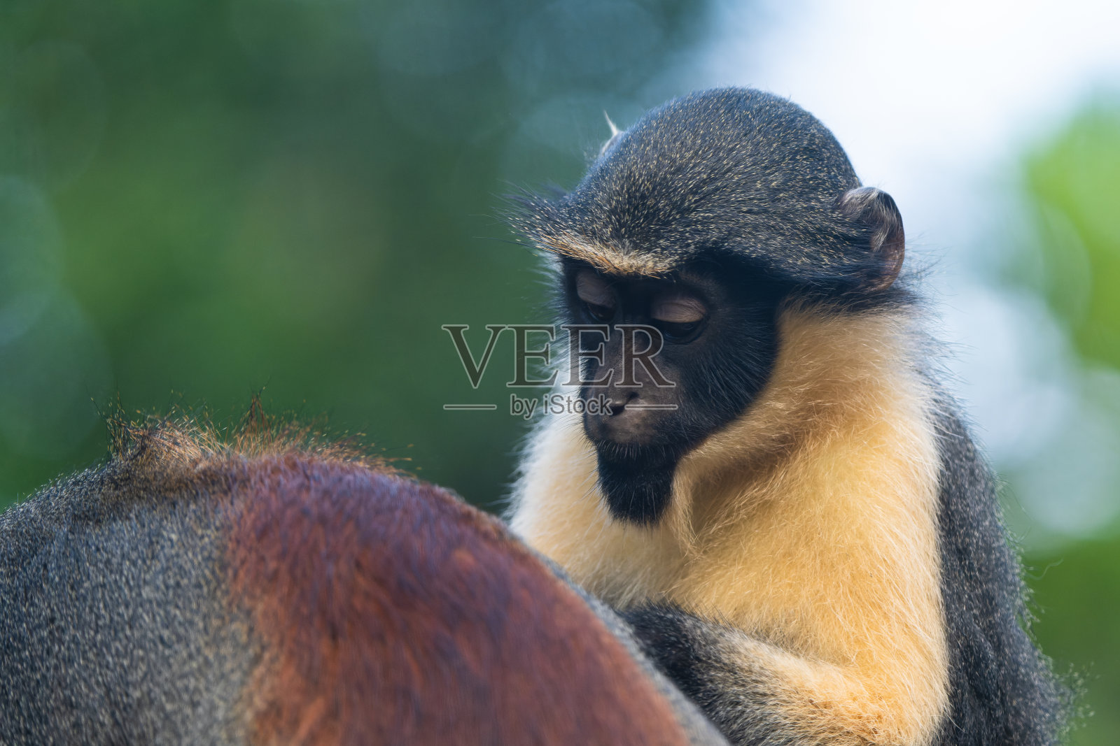 戴安娜的猴子照片摄影图片