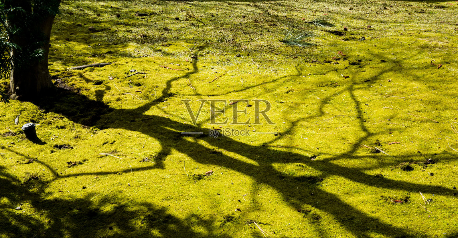 一棵树的影子投在地上的特写照片摄影图片