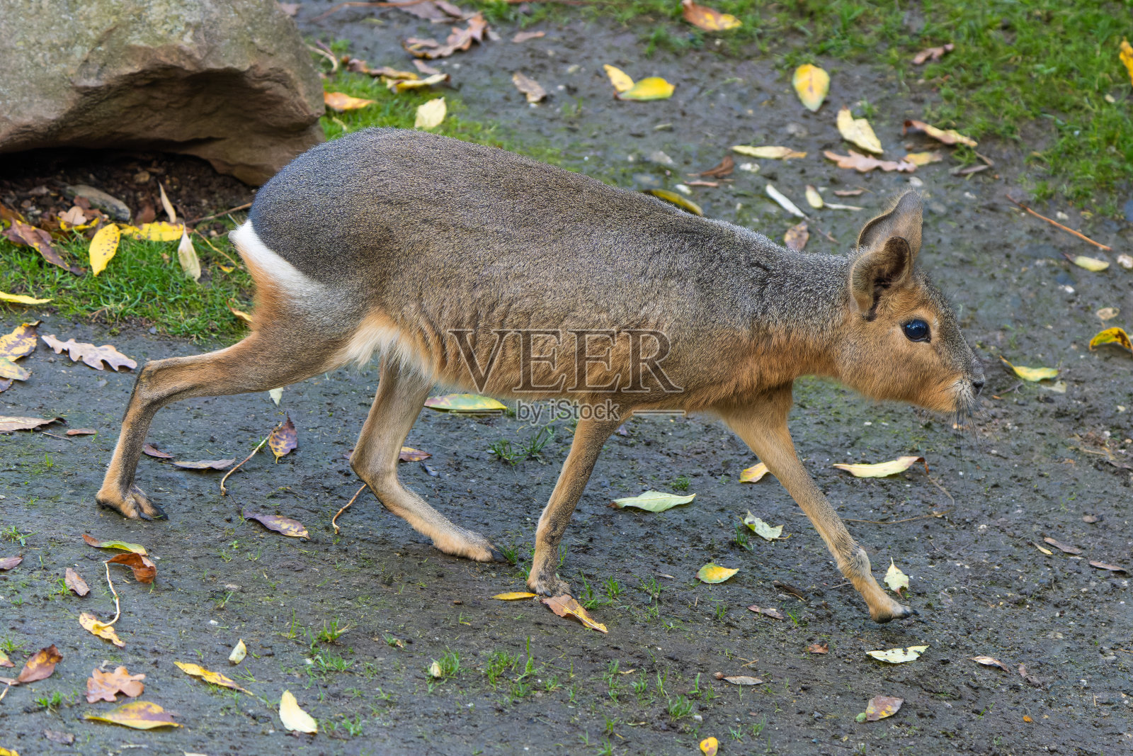 玛拉头发照片摄影图片