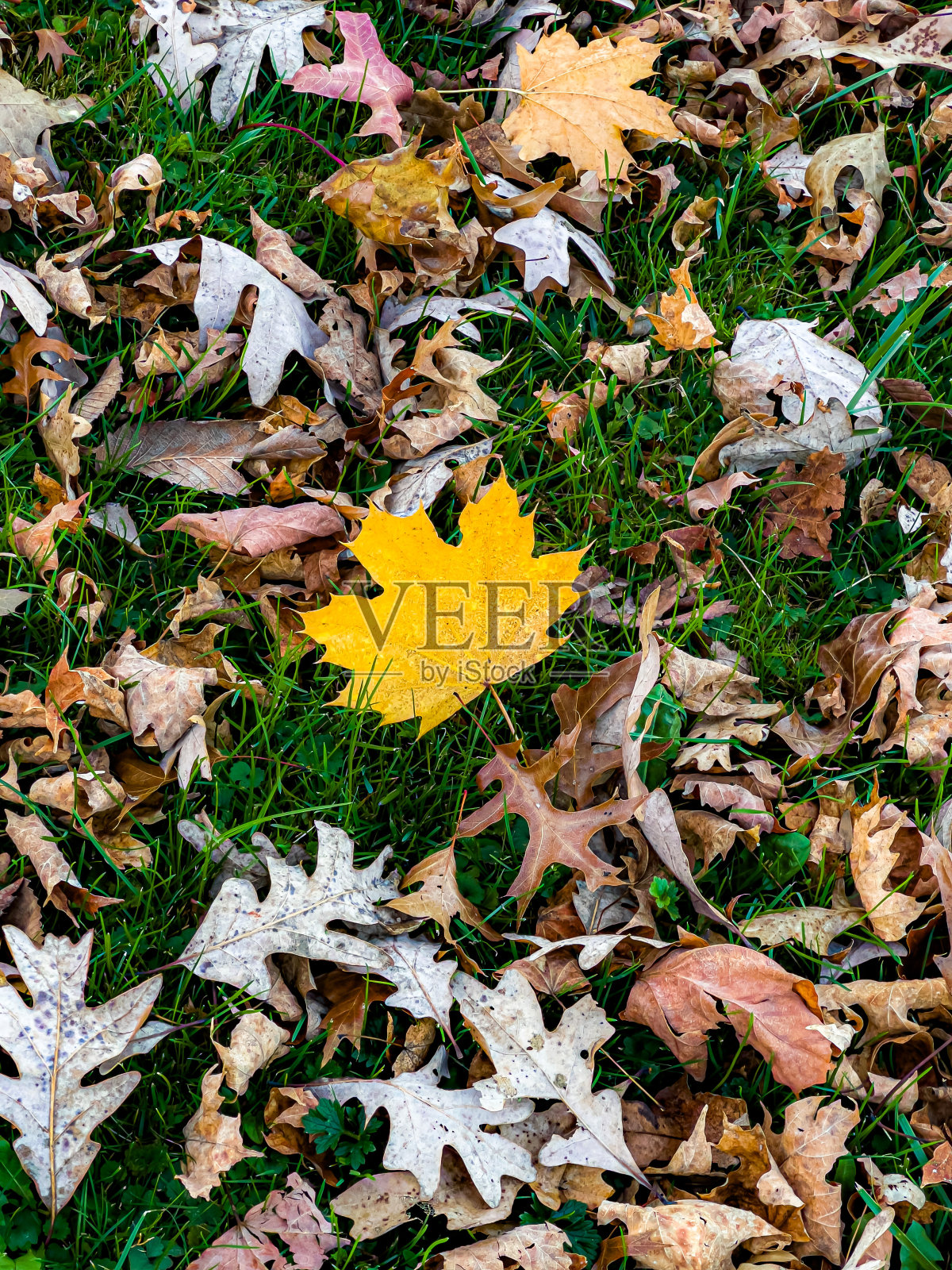 秋天的颜色照片摄影图片