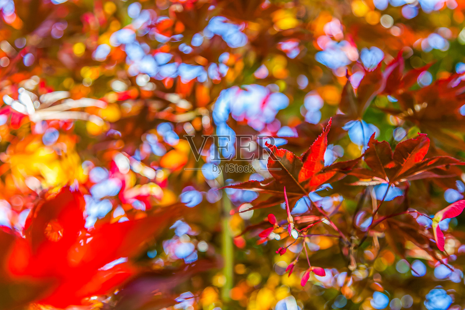 秋天的颜色照片摄影图片