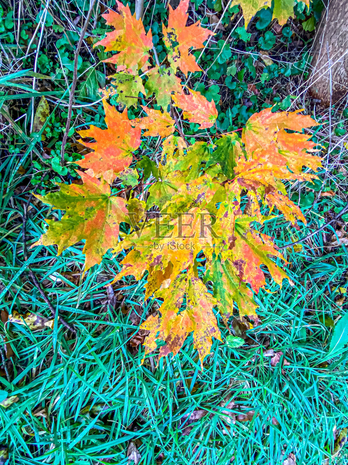 秋天的颜色照片摄影图片