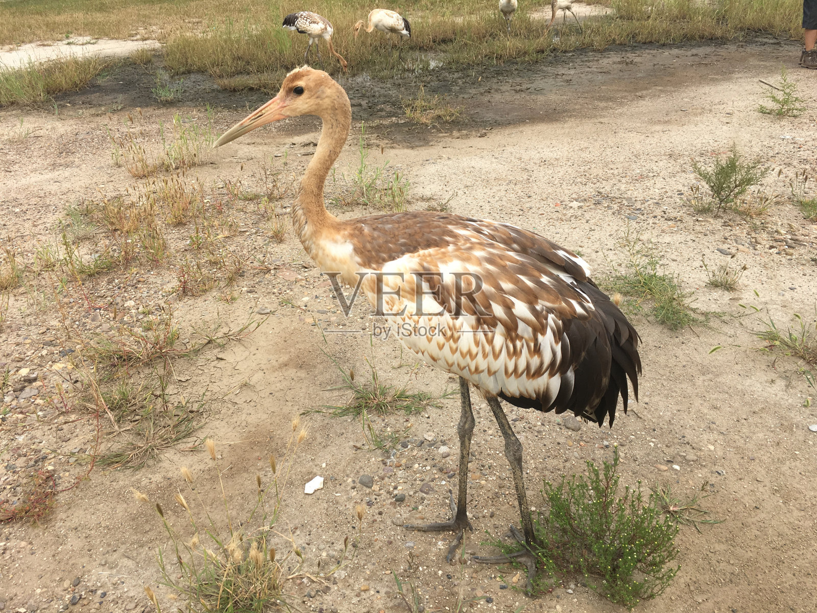 小丹顶鹤照片摄影图片