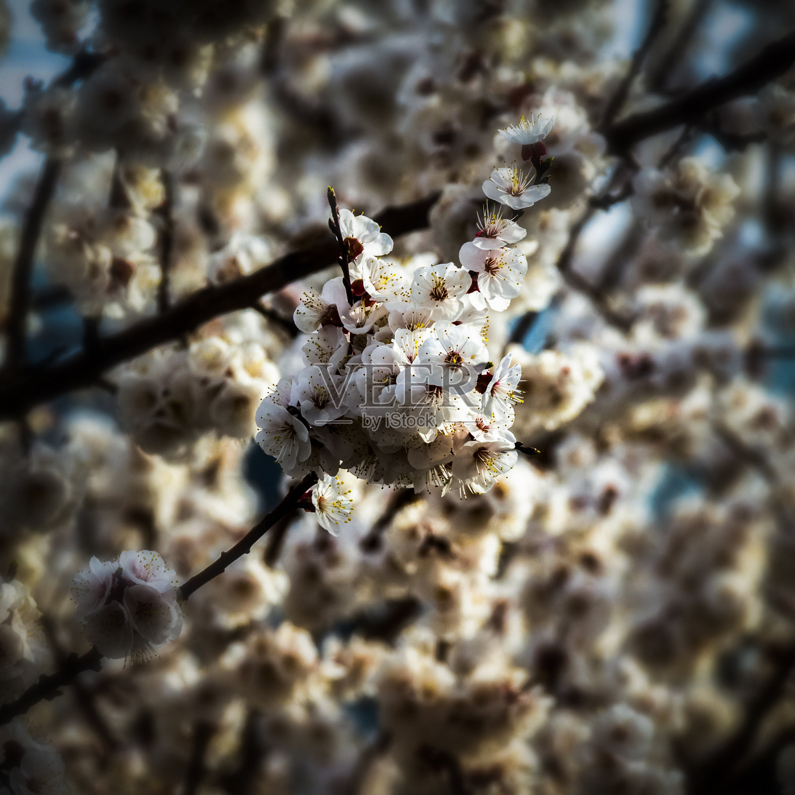 花园里的杏花照片摄影图片