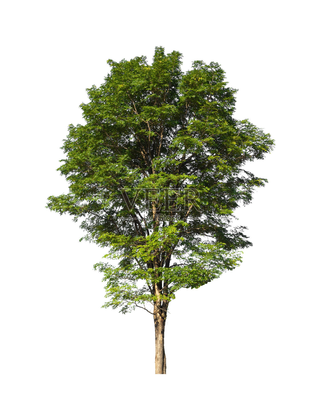 白色背景上孤立的树木既适合打印，也适合网页照片摄影图片