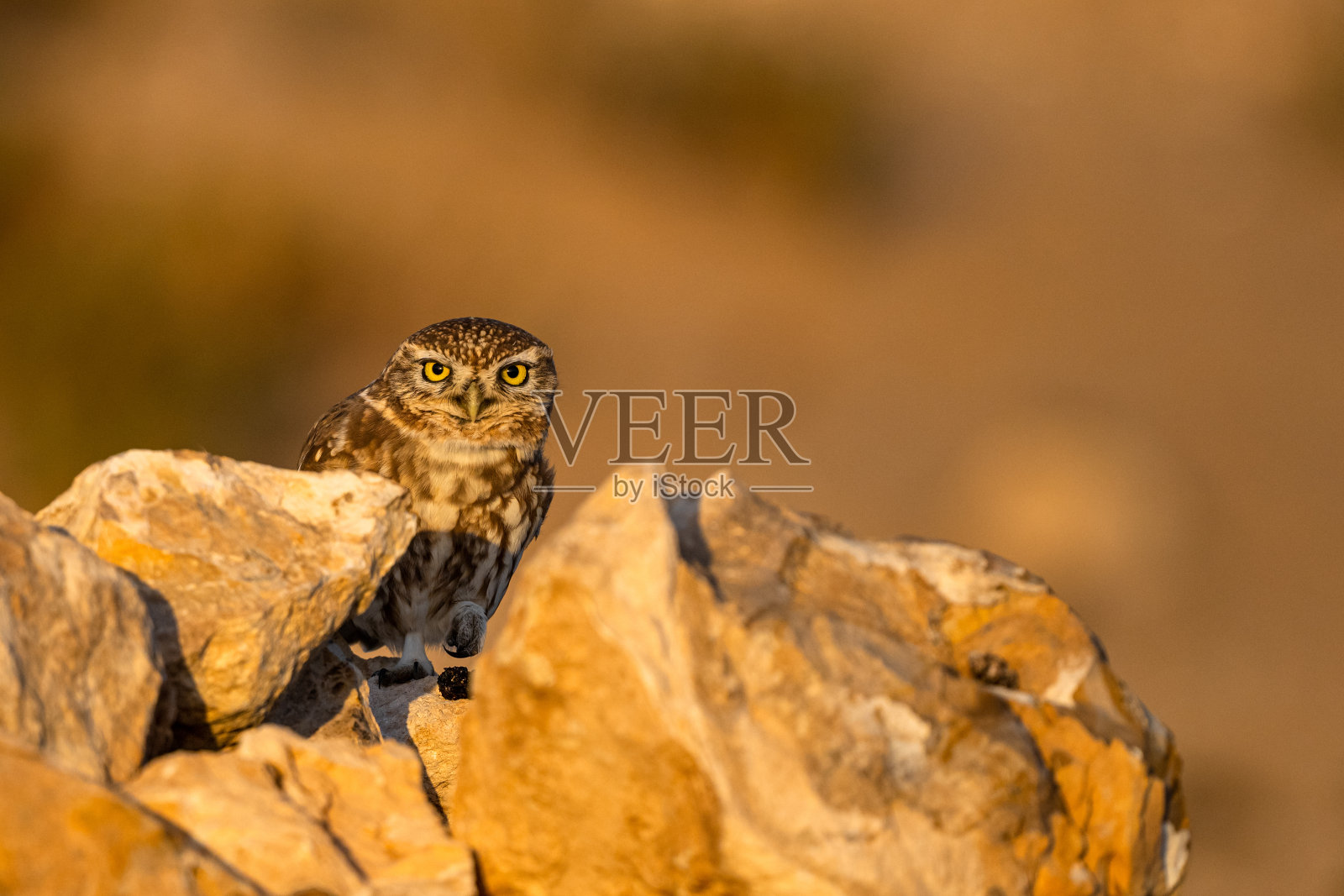 小猫头鹰，Athene noctua，苏斯-马萨国家公园，摩洛哥。照片摄影图片