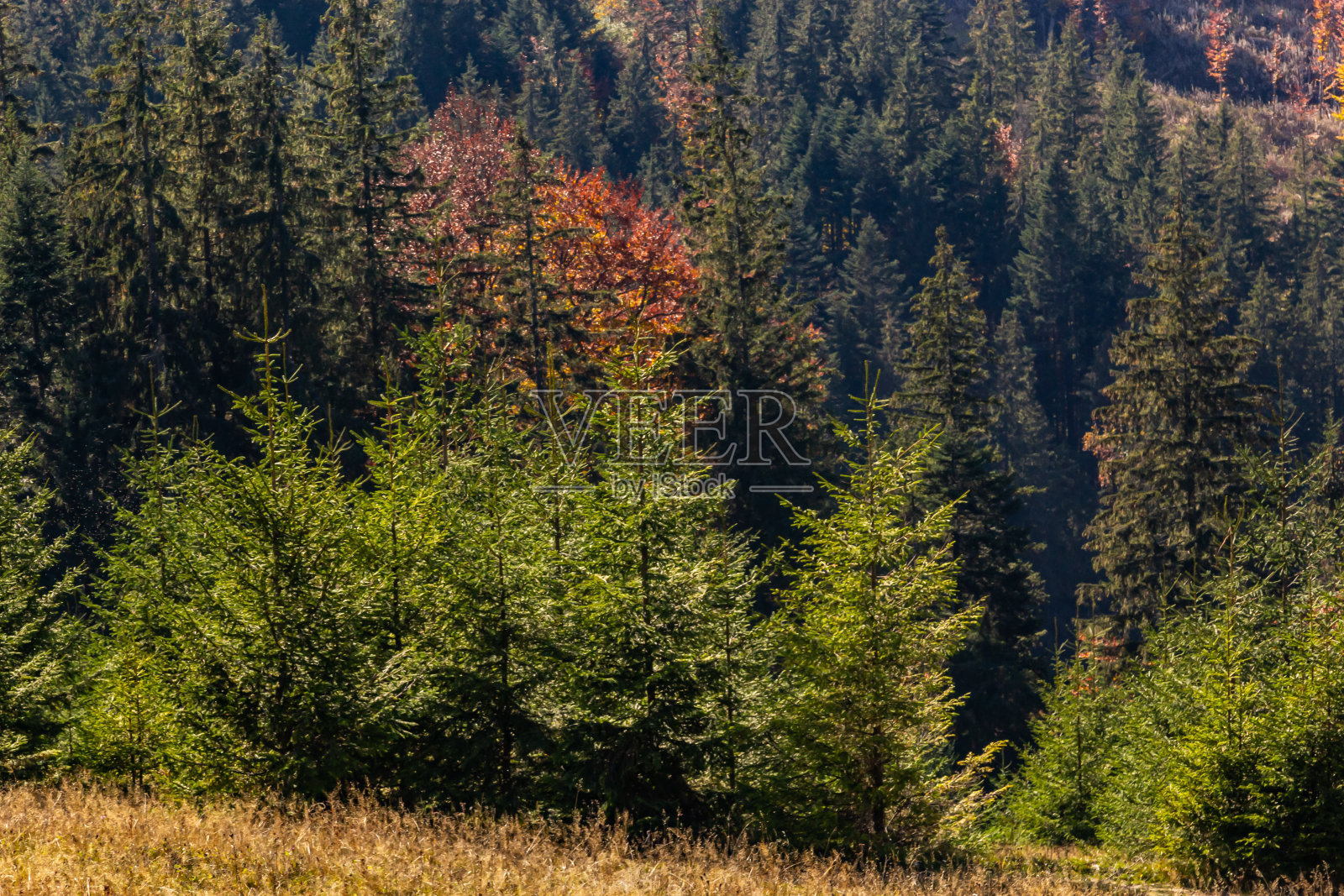 针叶林。位于乌克兰喀尔巴阡山脉照片摄影图片