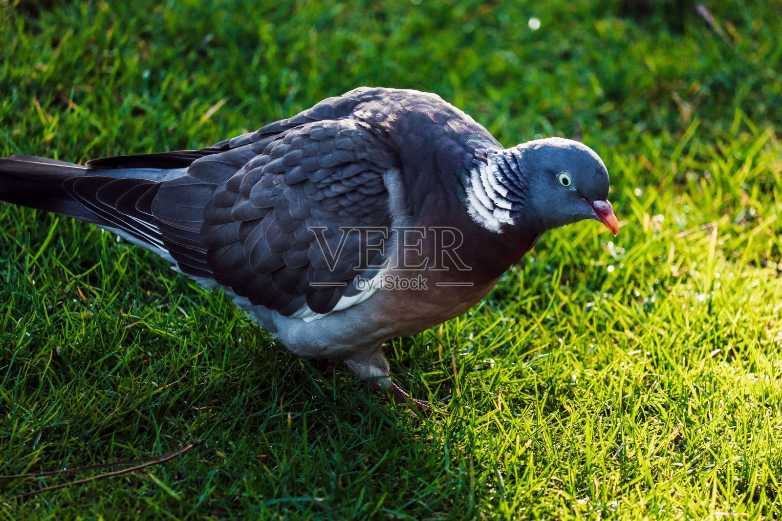 一只灰色的鸽子栖息在草地上的特写镜头照片摄影图片
