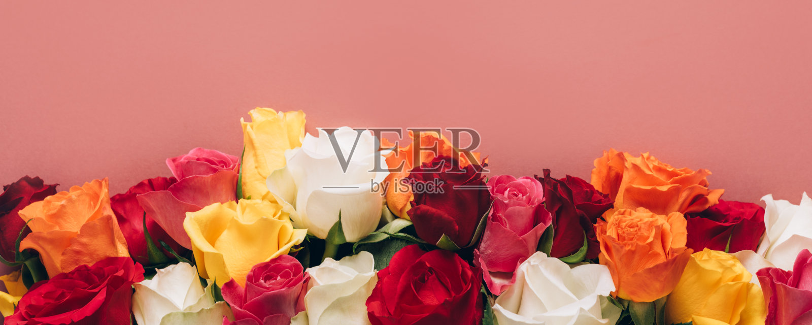 一束彩色玫瑰照片摄影图片