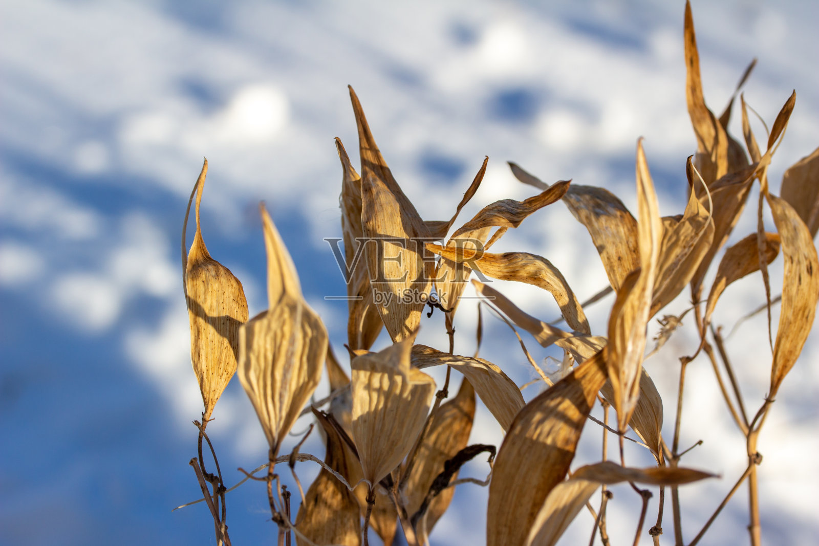干燥和褪色的马利筋荚壳和叶子的冬季摘要照片摄影图片