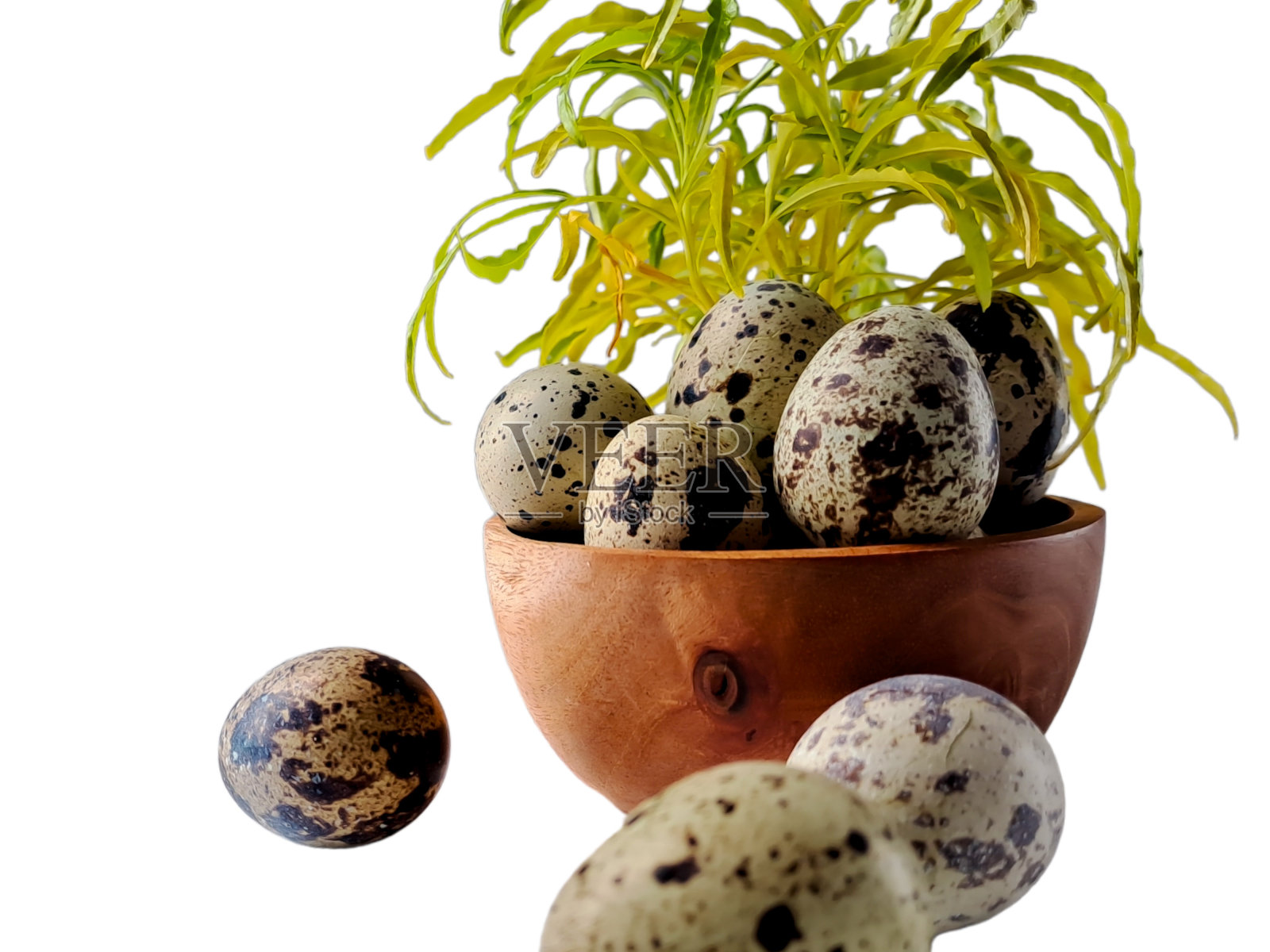 鹌鹑蛋从鹌鹑，收集鹌鹑蛋在一个木盘与孤立的白色背景照片摄影图片