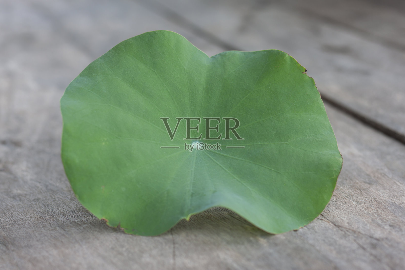 木桌背景为荷花或睡莲叶。照片摄影图片