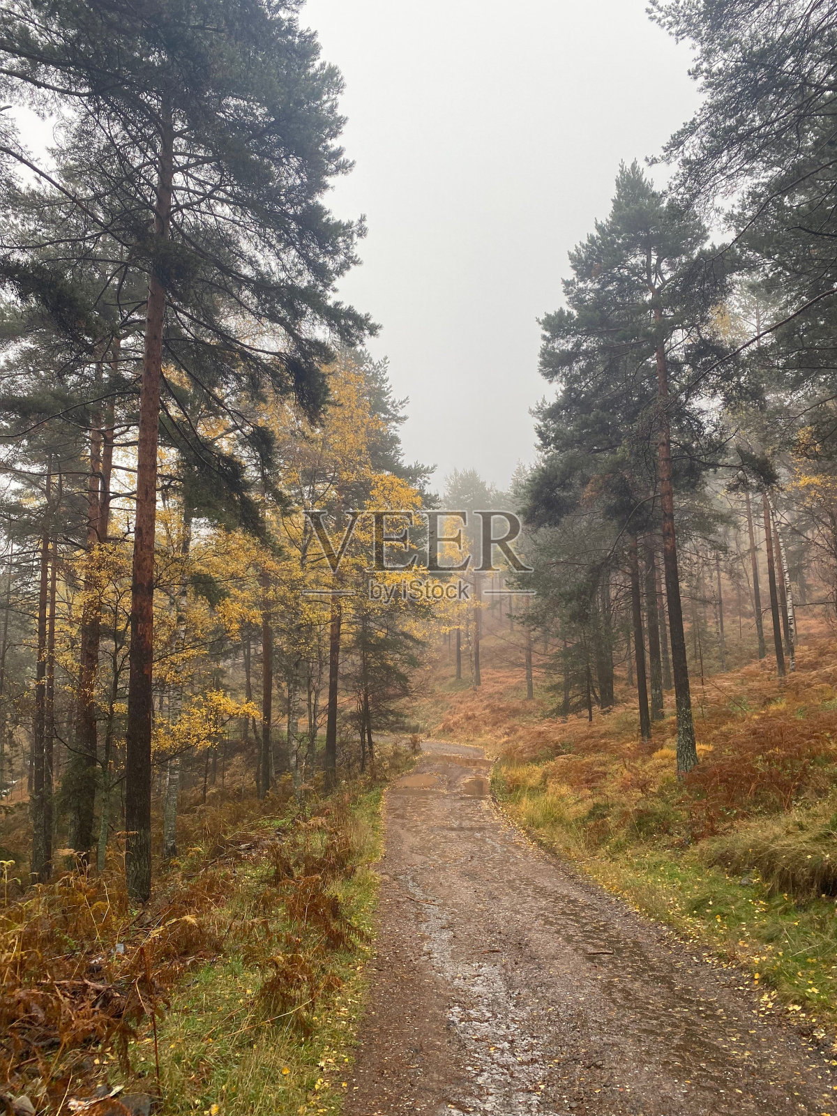 垂直拍摄森林中被薄雾包围的土路照片摄影图片