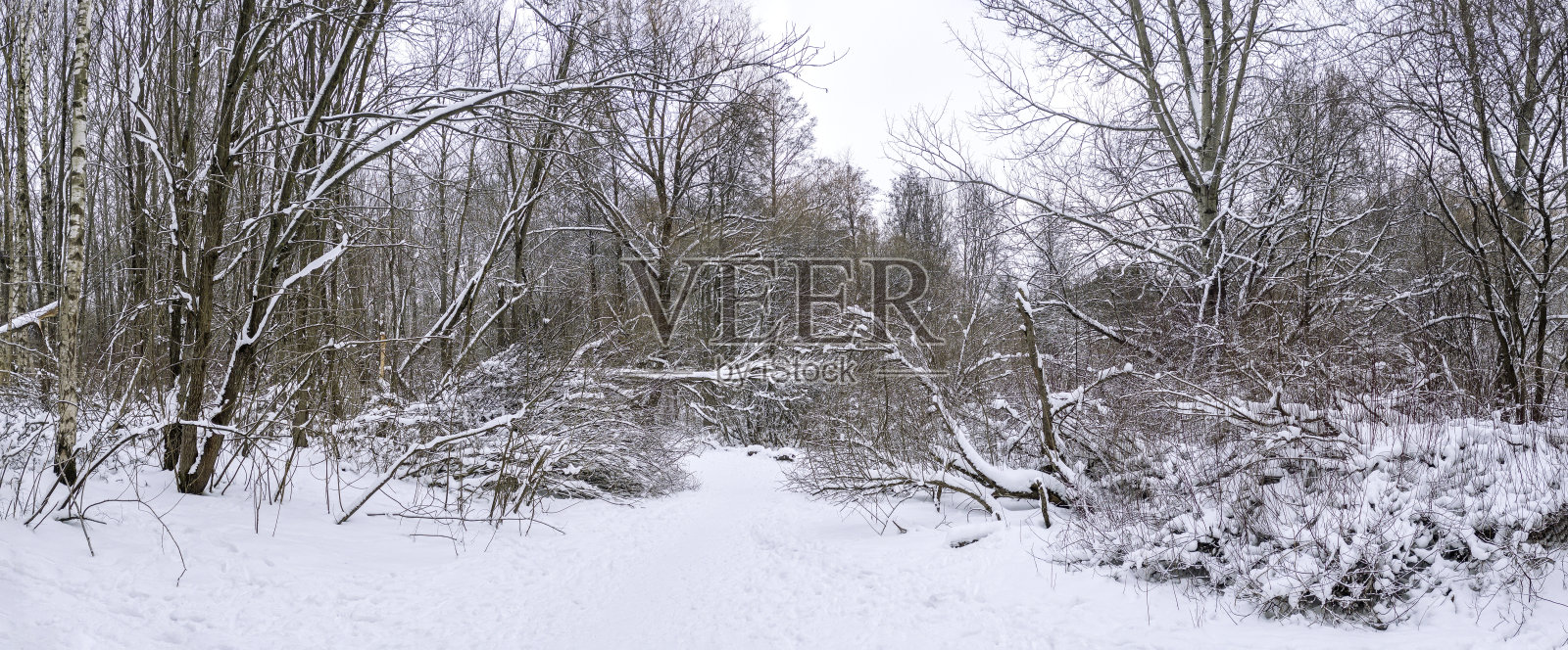 冬季森林风光，白雪覆盖的倒下的树木。多云的一天。全景。照片摄影图片