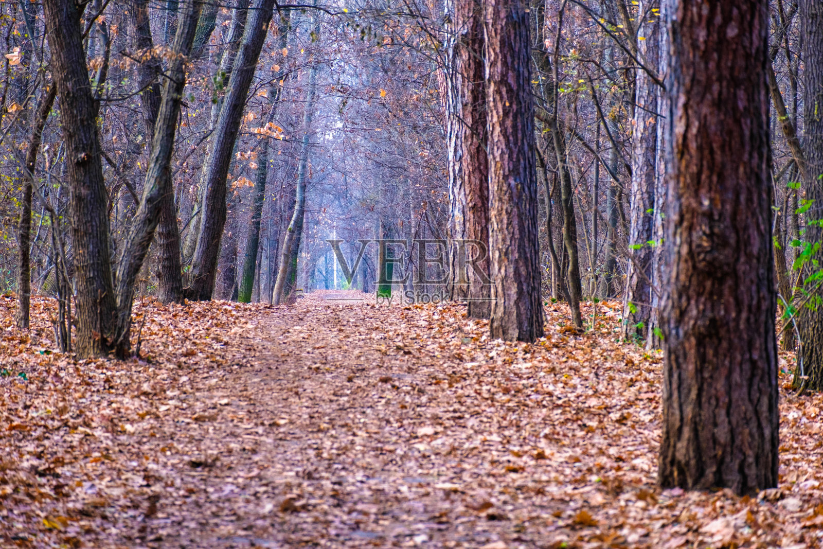 秋天的公园，秋天的树木和树叶，秋天照片摄影图片