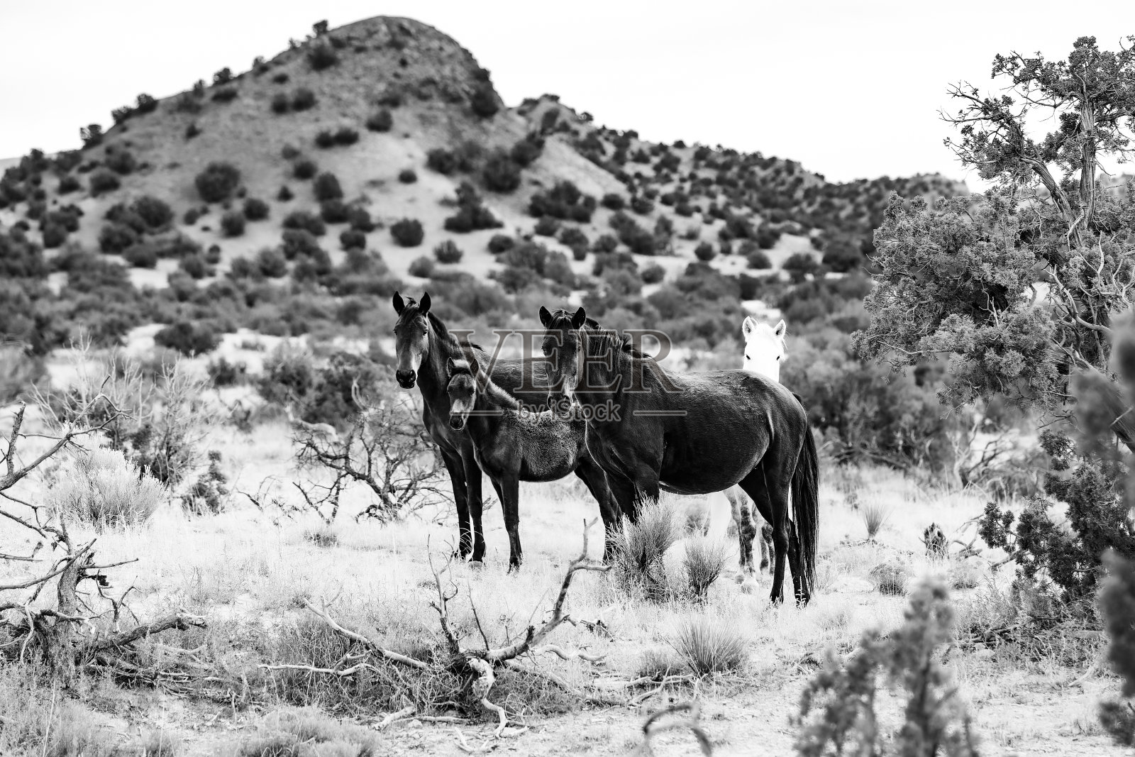 马照片摄影图片