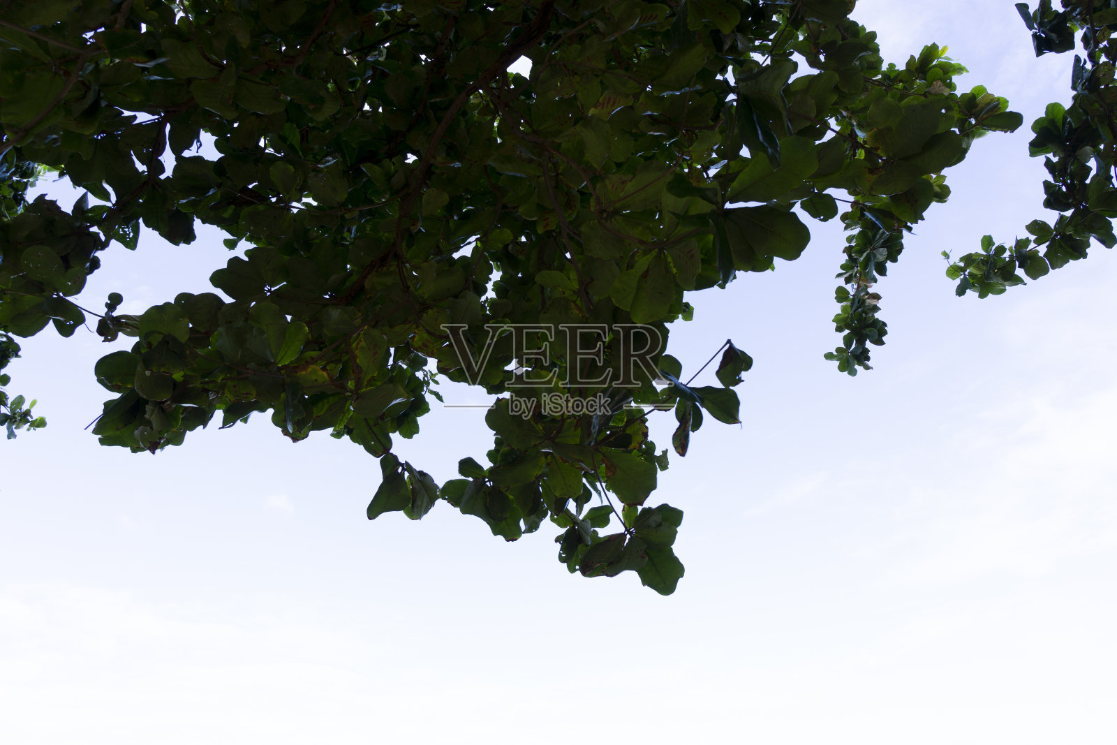 原生未受破坏的景观显示原生树木在农业主导的景观环境问题中生存照片摄影图片