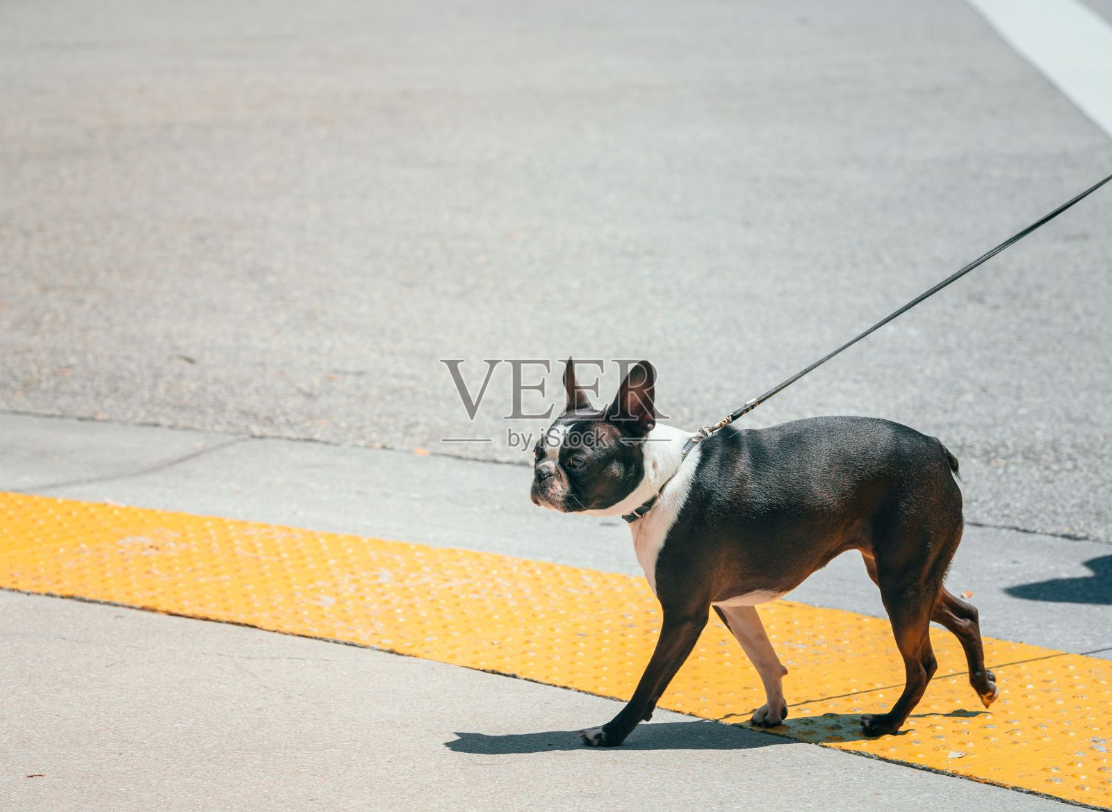 在一个阳光明媚的日子里，一只波士顿梗犬牵着皮带走在街上照片摄影图片