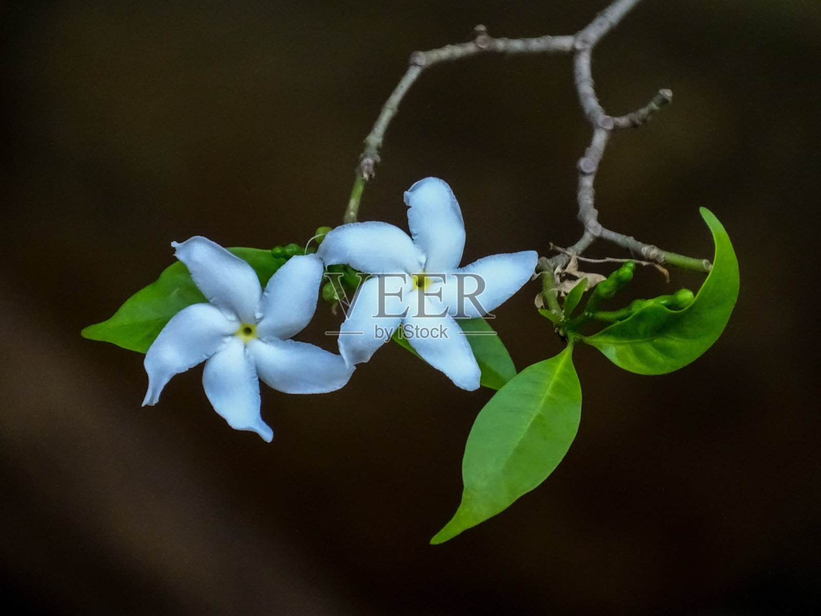 毗湿婆花照片摄影图片