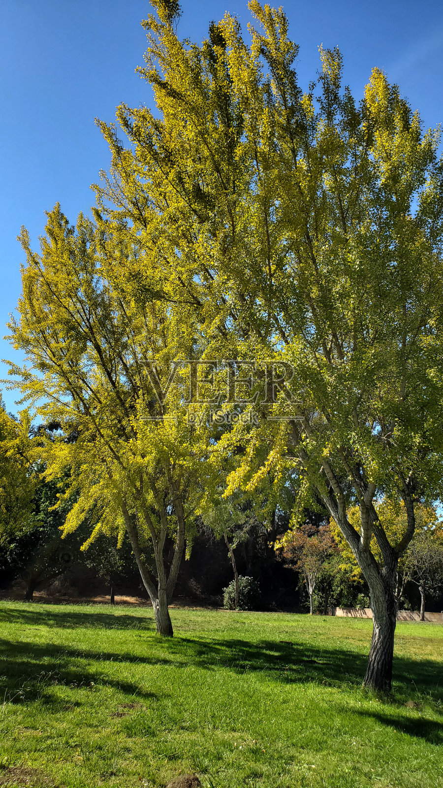 绿树上的黄树照片摄影图片