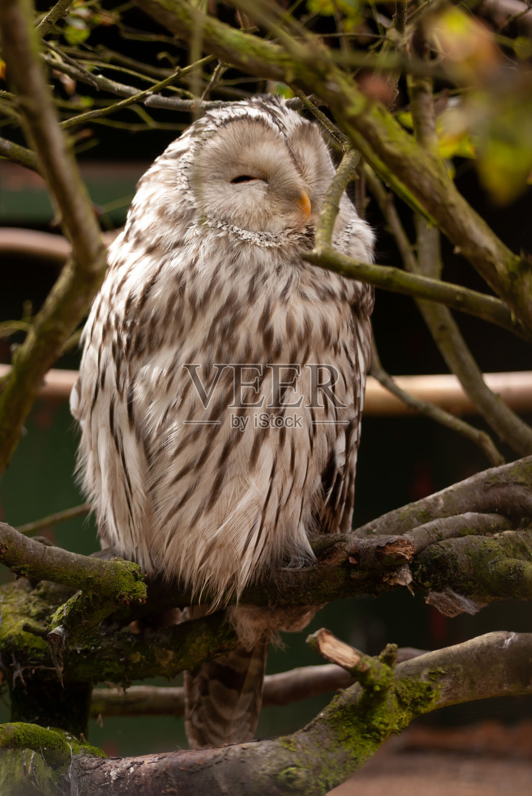 昏昏欲睡的柔软蓬松的乌拉尔猫头鹰(Strix uralensis)栖息在树枝上，垂直照片摄影图片