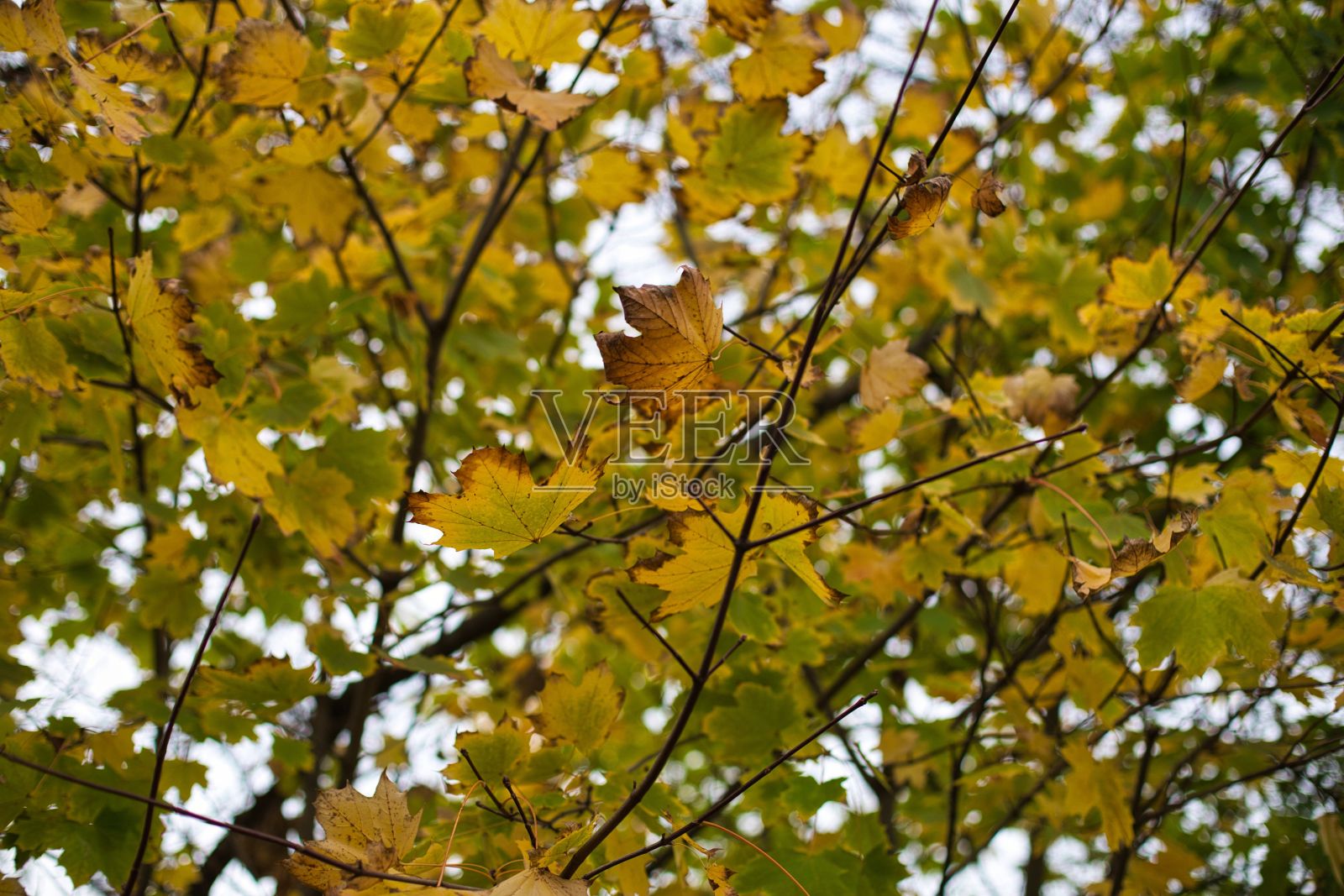 带有黄色和绿色叶子的枫树枝特写照片摄影图片