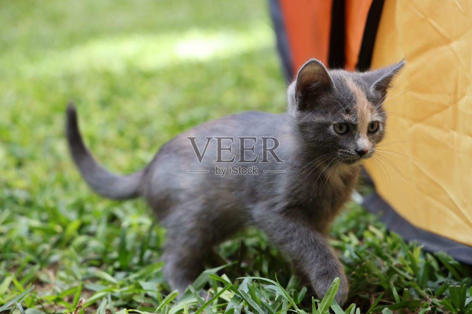 可爱的俄罗斯蓝色小猫走在公园里看向一边照片摄影图片