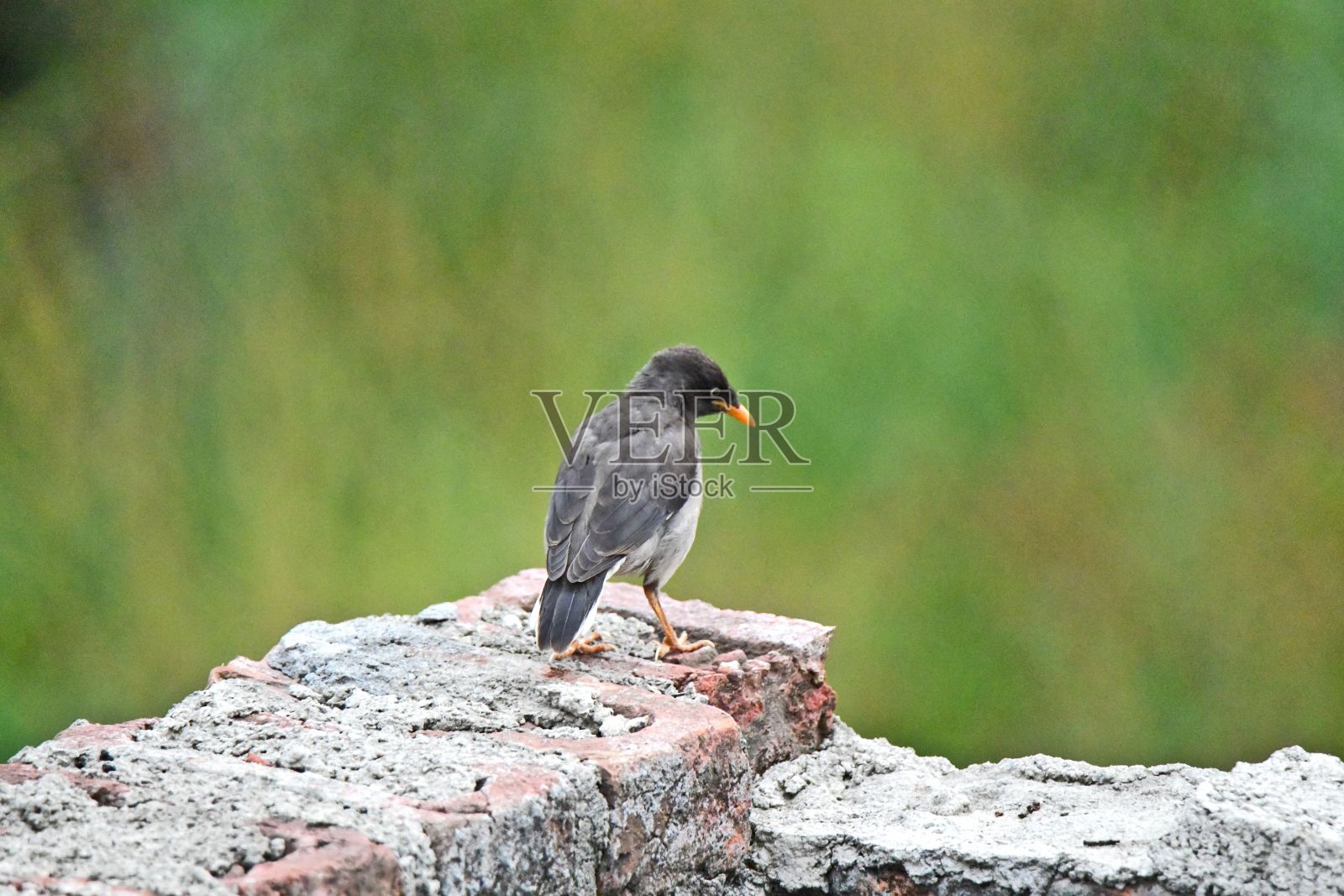 特写镜头，一只真正的画眉鸟栖息在岩石表面照片摄影图片