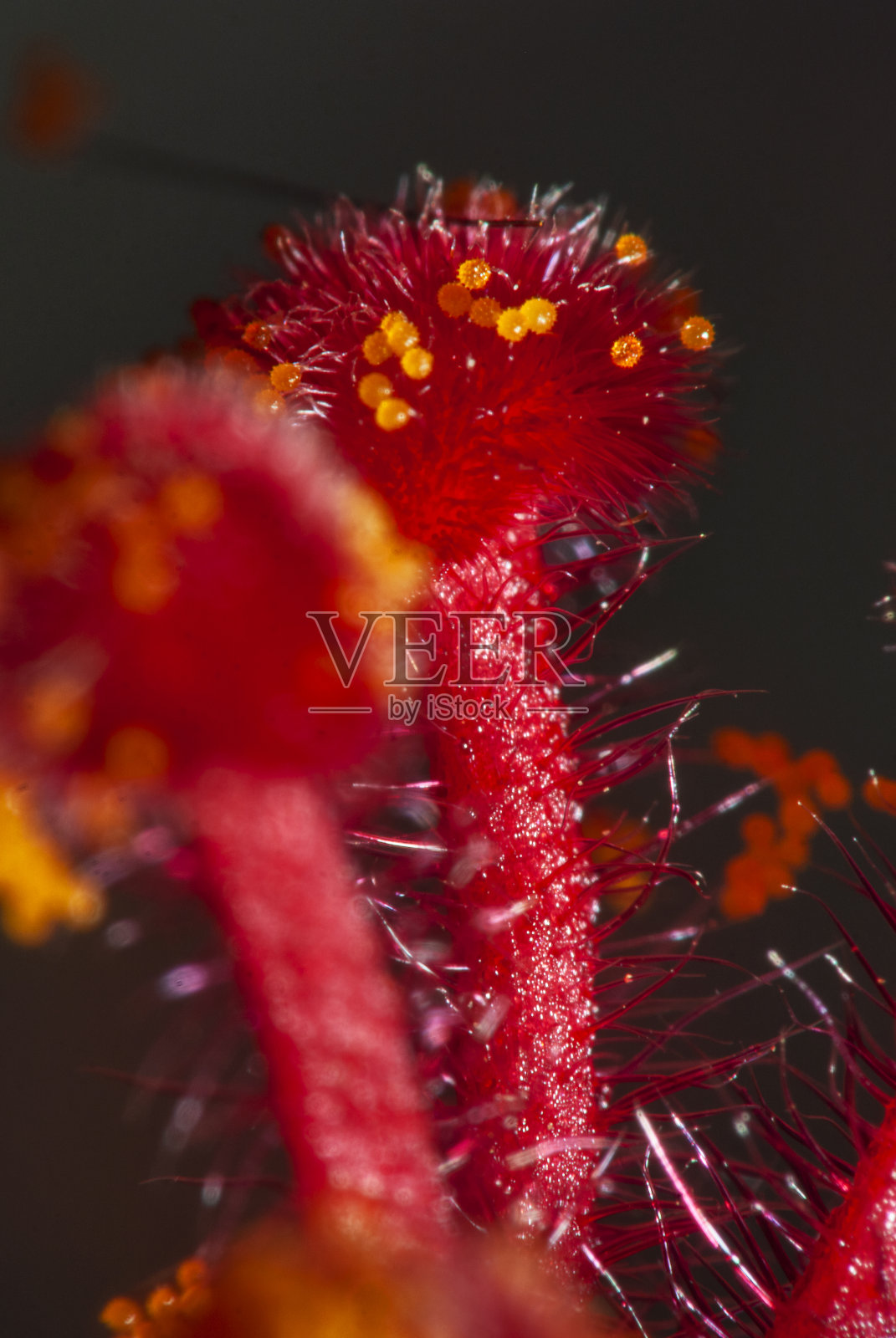 植物照片摄影图片