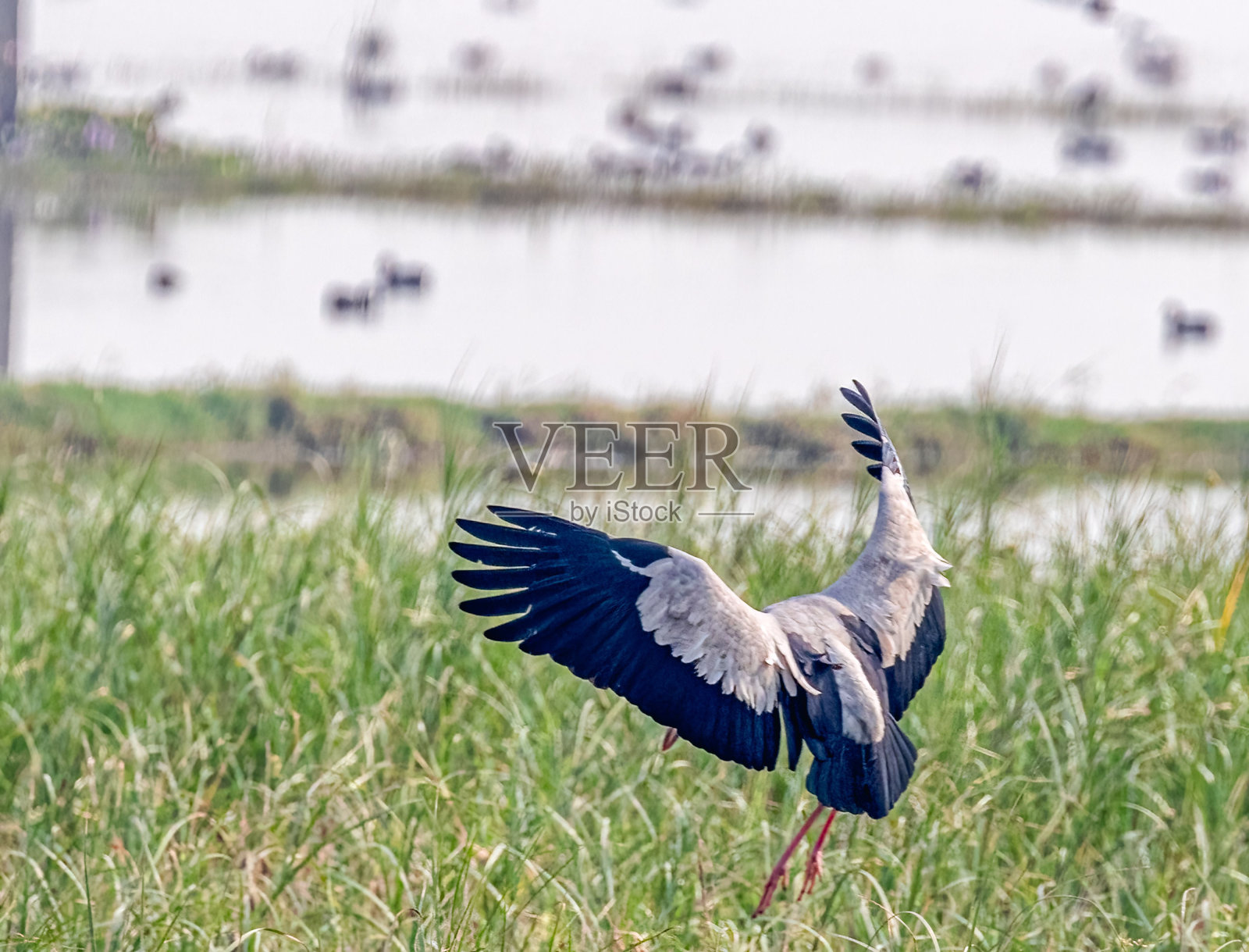 一只鹳鸟降落在湿地附近的一片草地上照片摄影图片