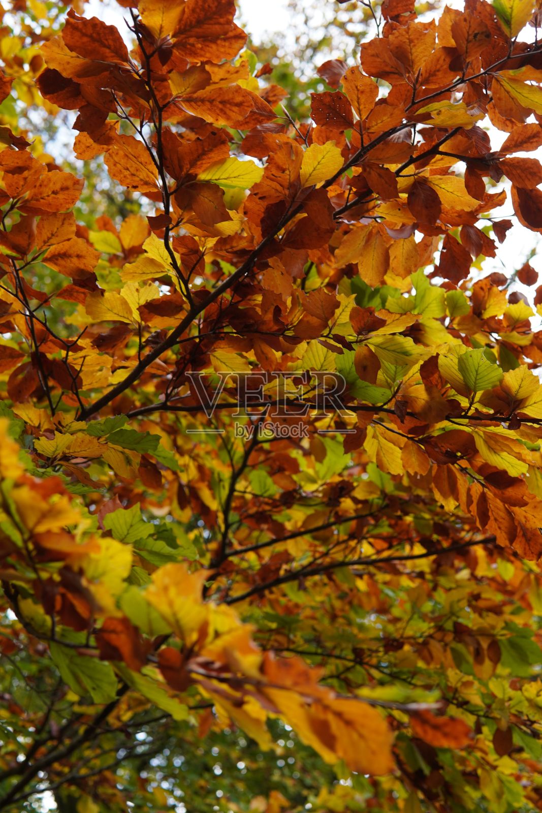 黄色秋叶的低角度镜头照片摄影图片