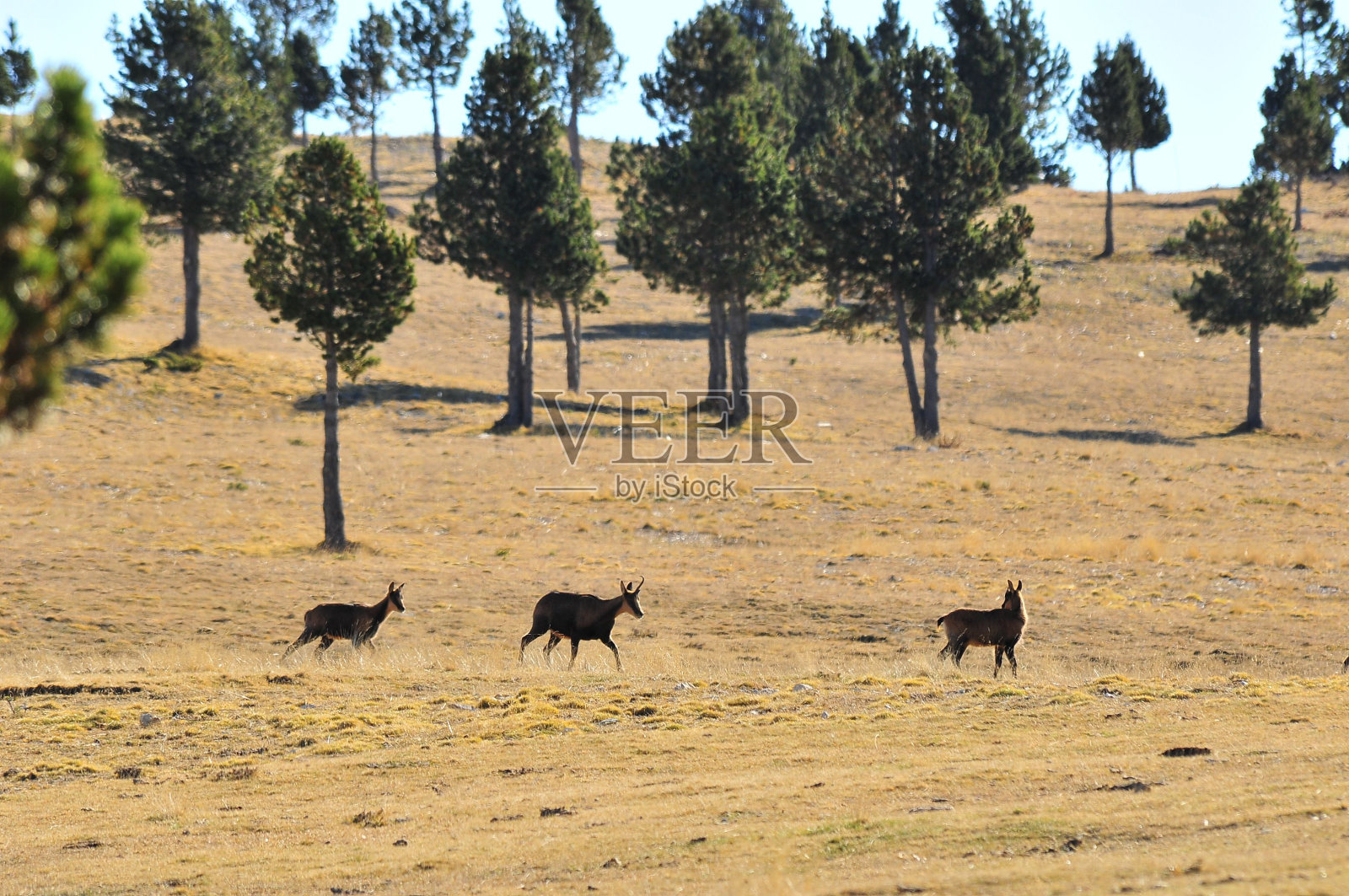 一群羚羊在西班牙加泰罗尼亚比利牛斯山脉的田野上奔跑照片摄影图片