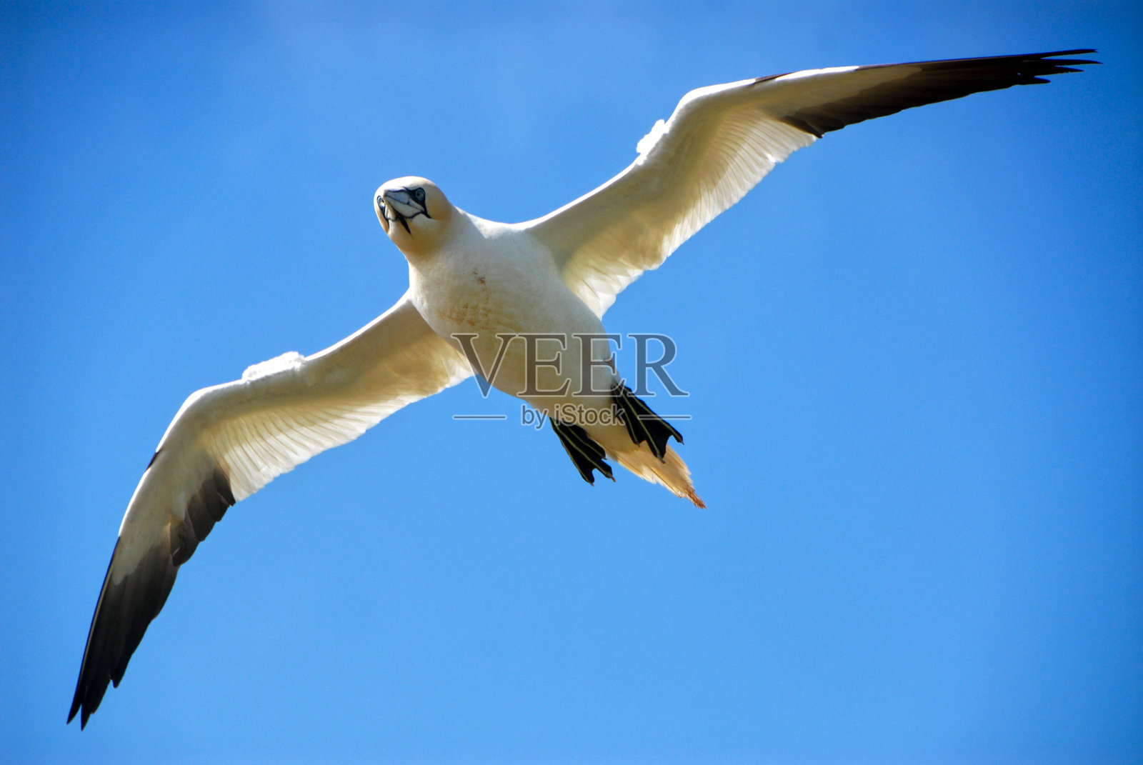 德国黑尔戈兰，一只长着宽大翅膀的北方塘鹅在蓝天上的低角度拍摄照片摄影图片