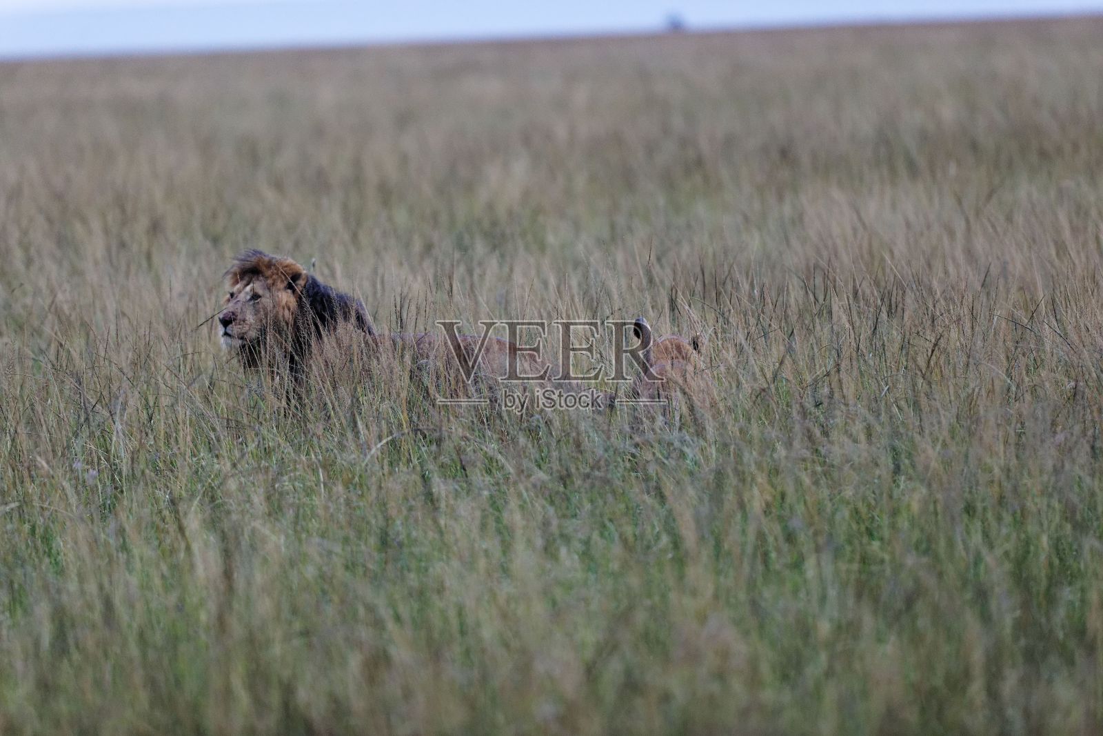 肯尼亚马赛马拉草丛中的狮子特写照片摄影图片