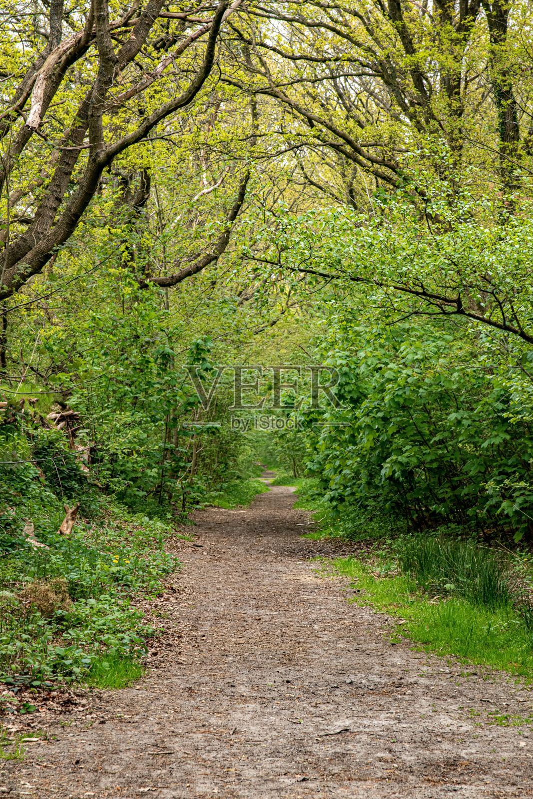 狭窄的小路穿过郁郁葱葱的森林，垂直而上照片摄影图片