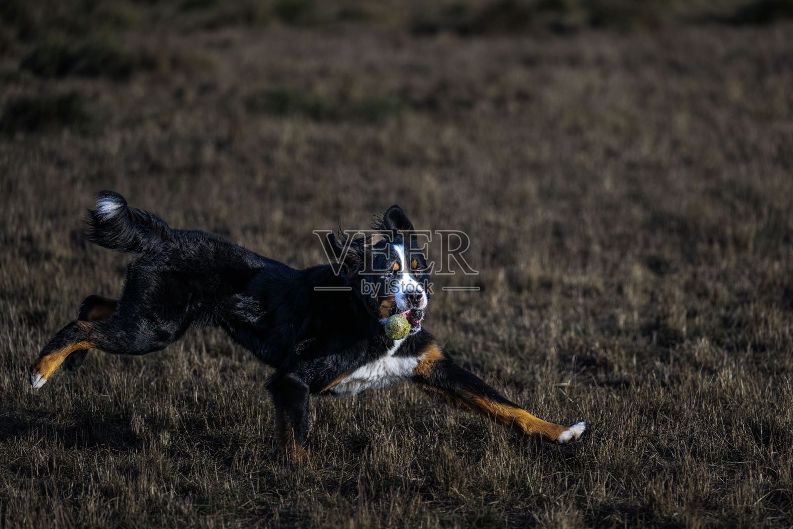 在华盛顿州雷德蒙德的田野里奔跑的伯尔尼山犬照片摄影图片