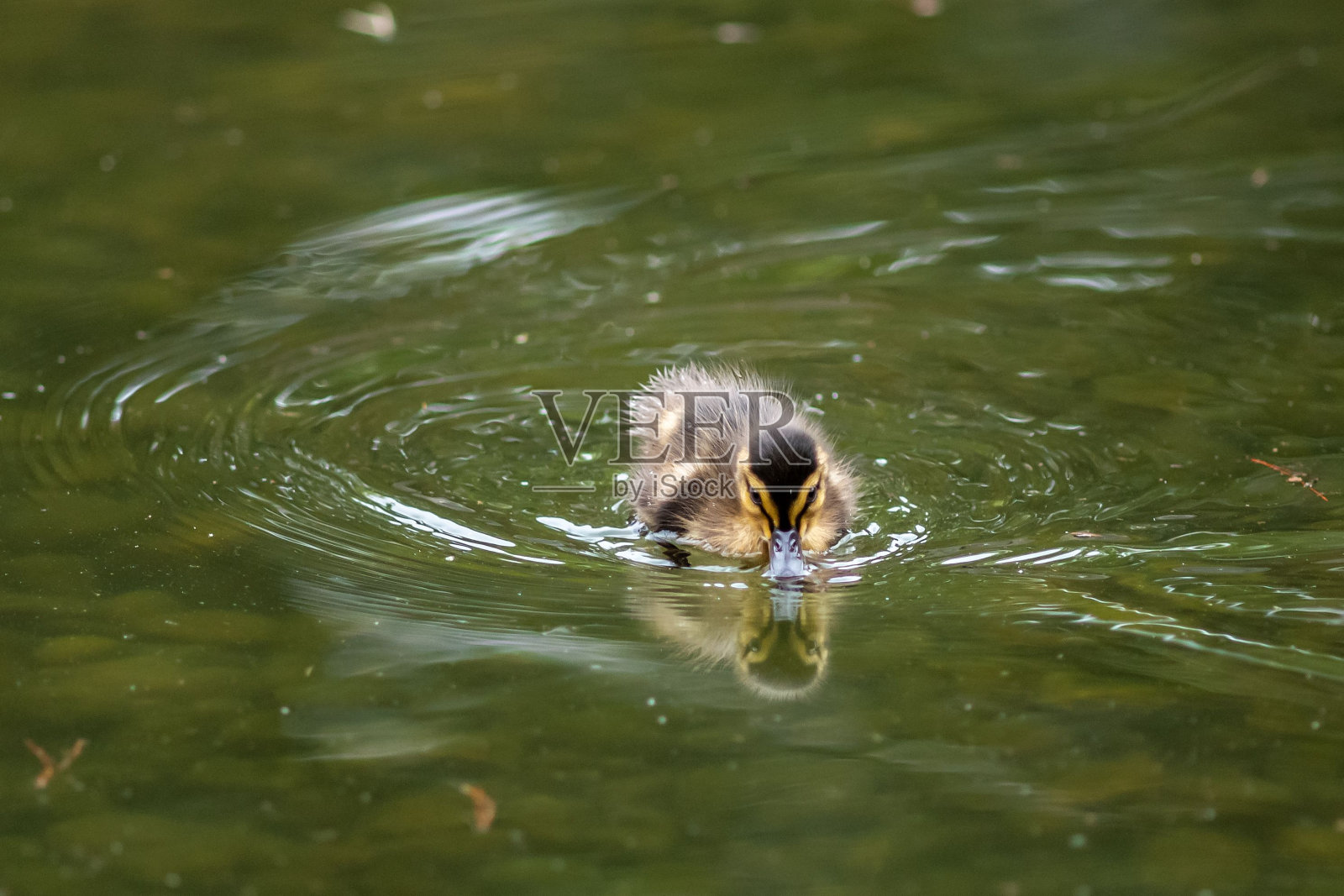 一只游泳的小鸭子的特写镜头照片摄影图片