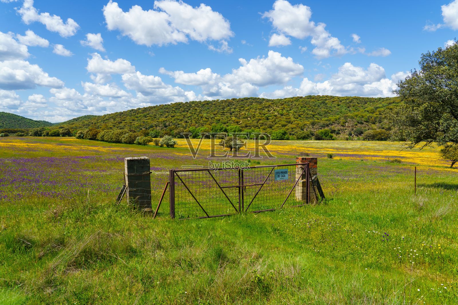 美丽的景色，在一个有新鲜的草和树的花园篱笆照片摄影图片
