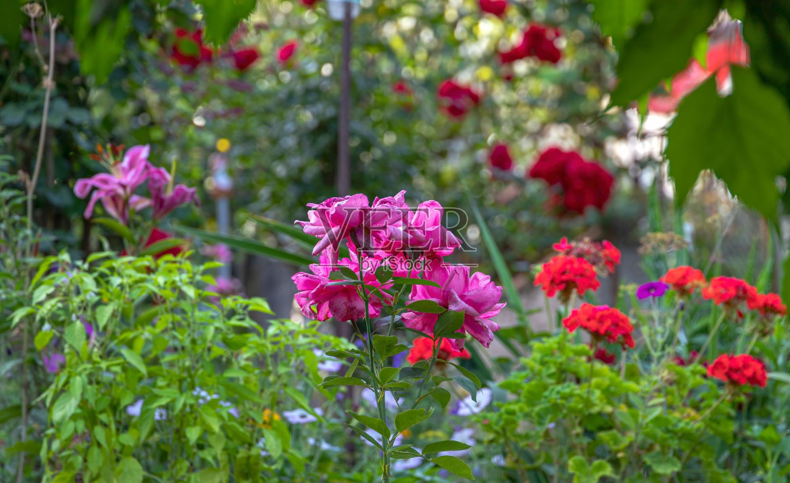 在阳光明媚的日子里，花园中生长着美丽的花朵照片摄影图片