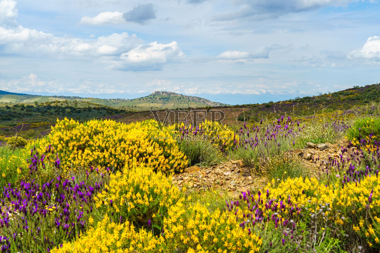 在阳光明媚的日子里，田野里的鲜花和灌木丛的美丽景色照片摄影图片