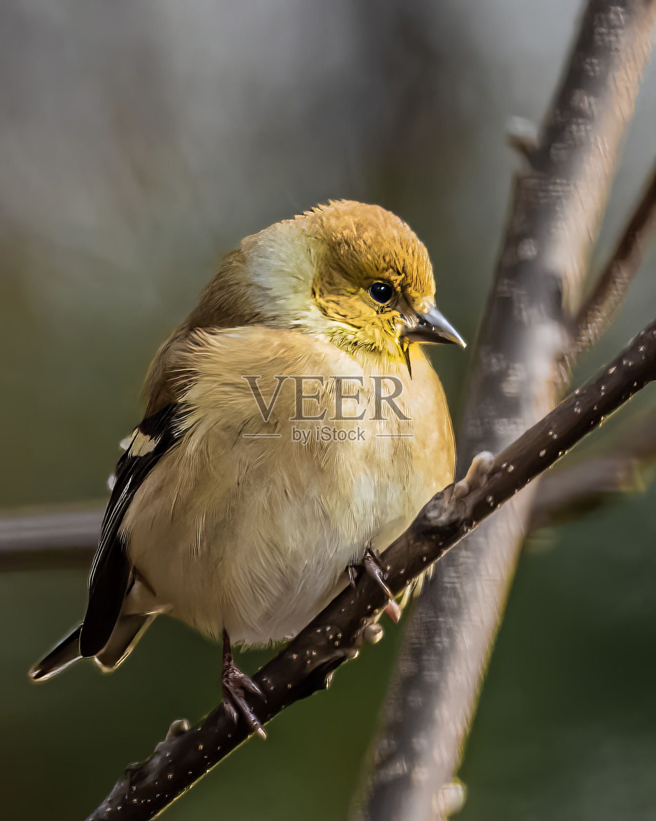 一只美洲金翅雀栖息在树枝上的垂直镜头照片摄影图片