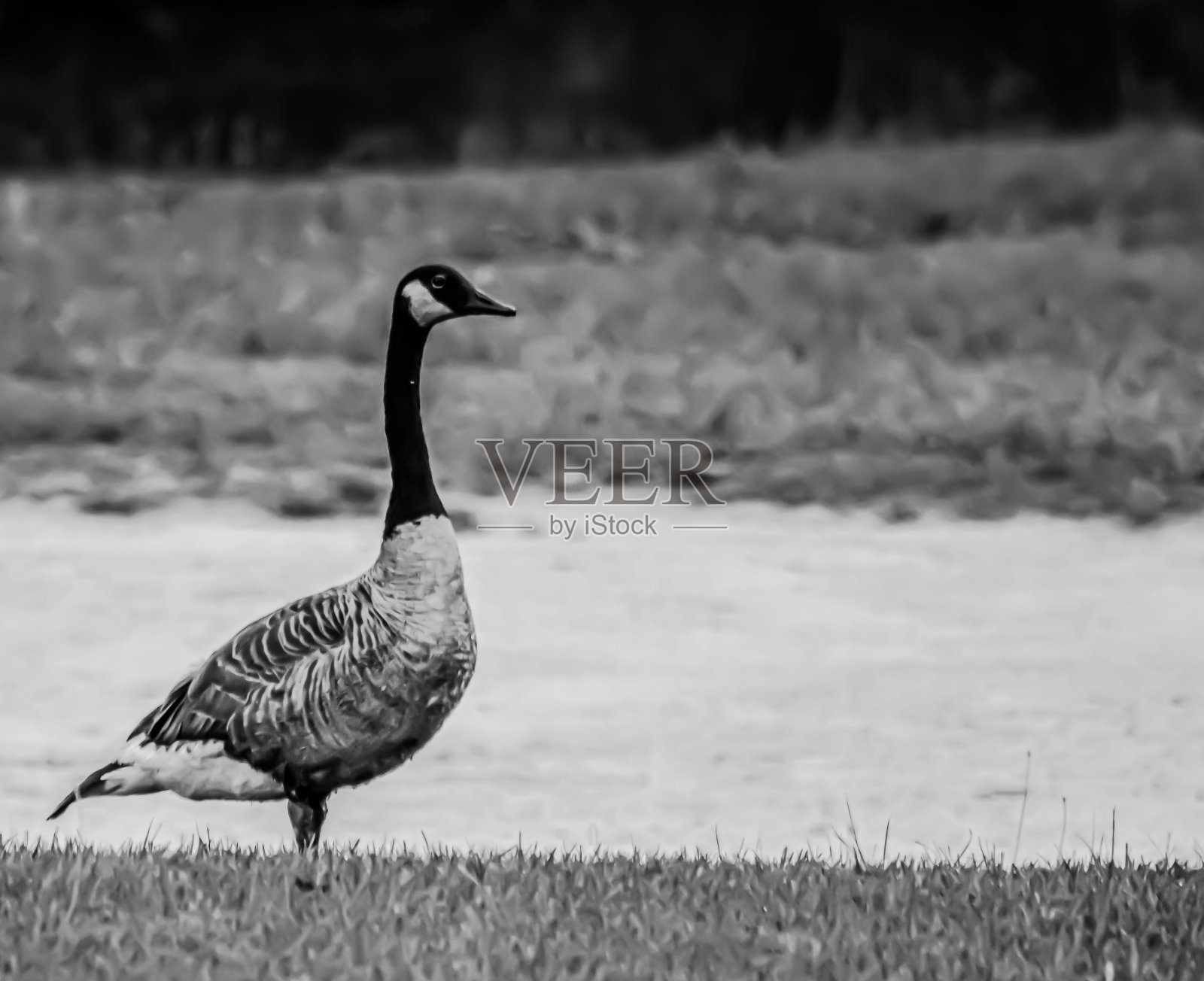 一只加拿大北部鹅独自站在池塘边的灰度照片照片摄影图片