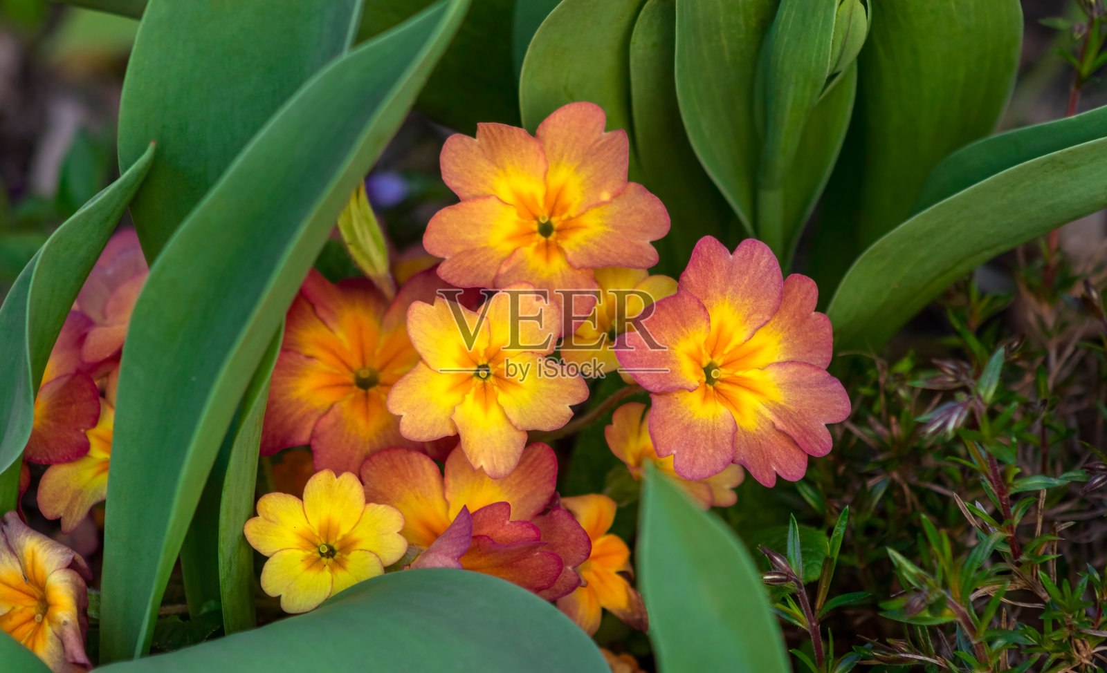 在一个阳光明媚的日子里，美丽的报春花生长在花园里照片摄影图片