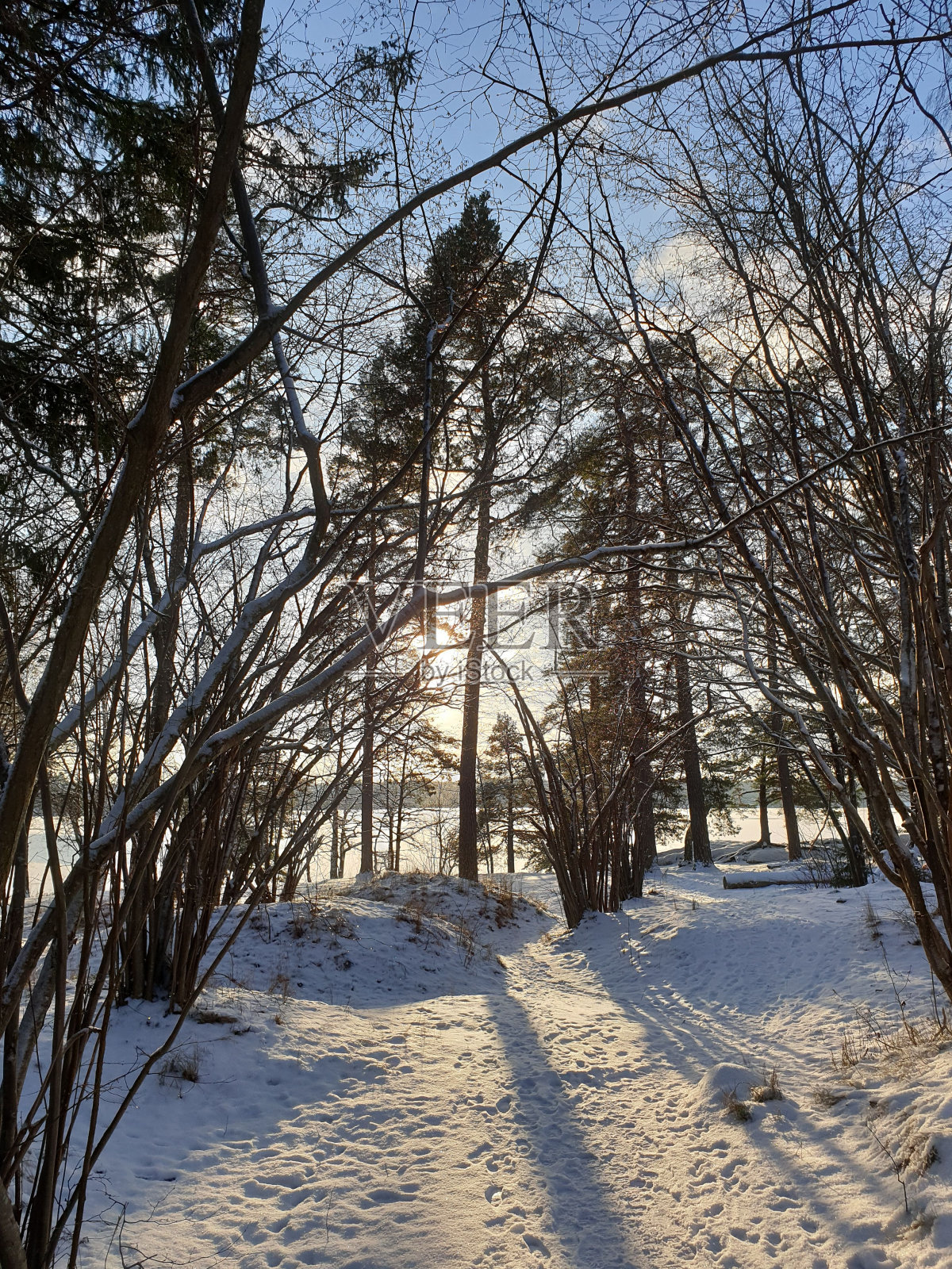 垂直特写被阳光照射的树，雪地，太阳和天空的背景照片摄影图片