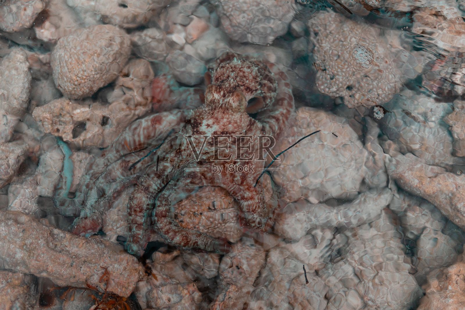 漂亮的石鱼特写照片摄影图片