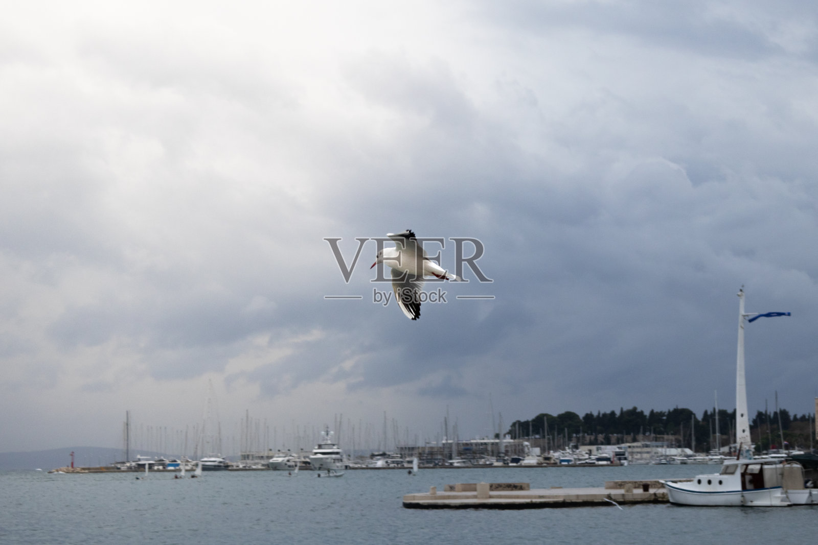 鸟儿在海滩上飞翔照片摄影图片