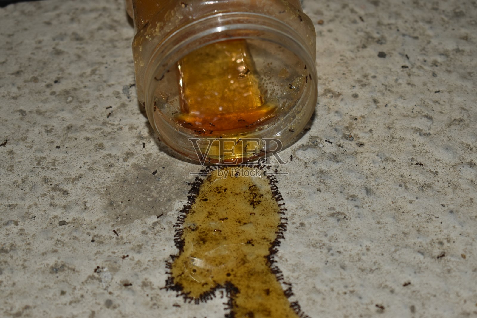 蚂蚁吃蜂蜜照片摄影图片