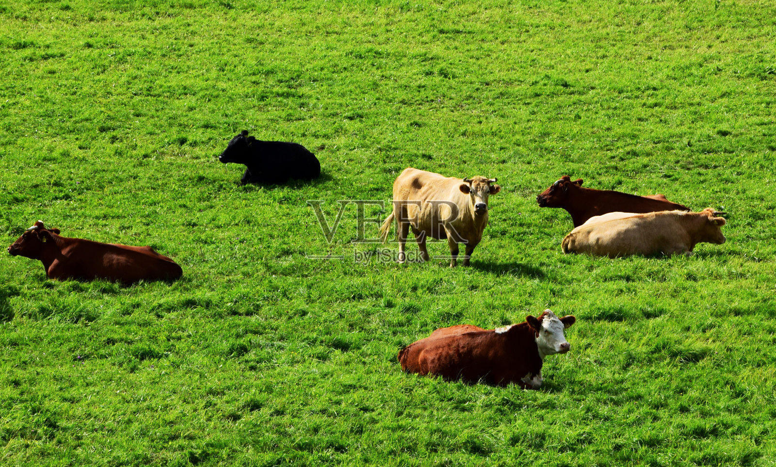 奶牛在乡村的绿色田野上吃草的风景照片摄影图片