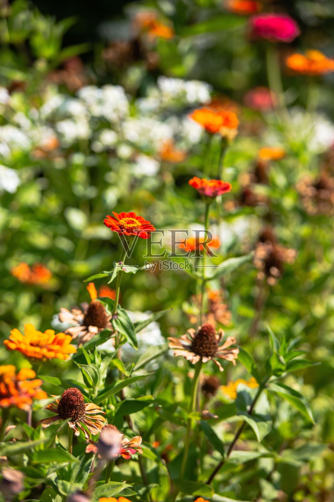 垂直特写彩色百日菊花生长在一个阳光灿烂的日子的花园照片摄影图片