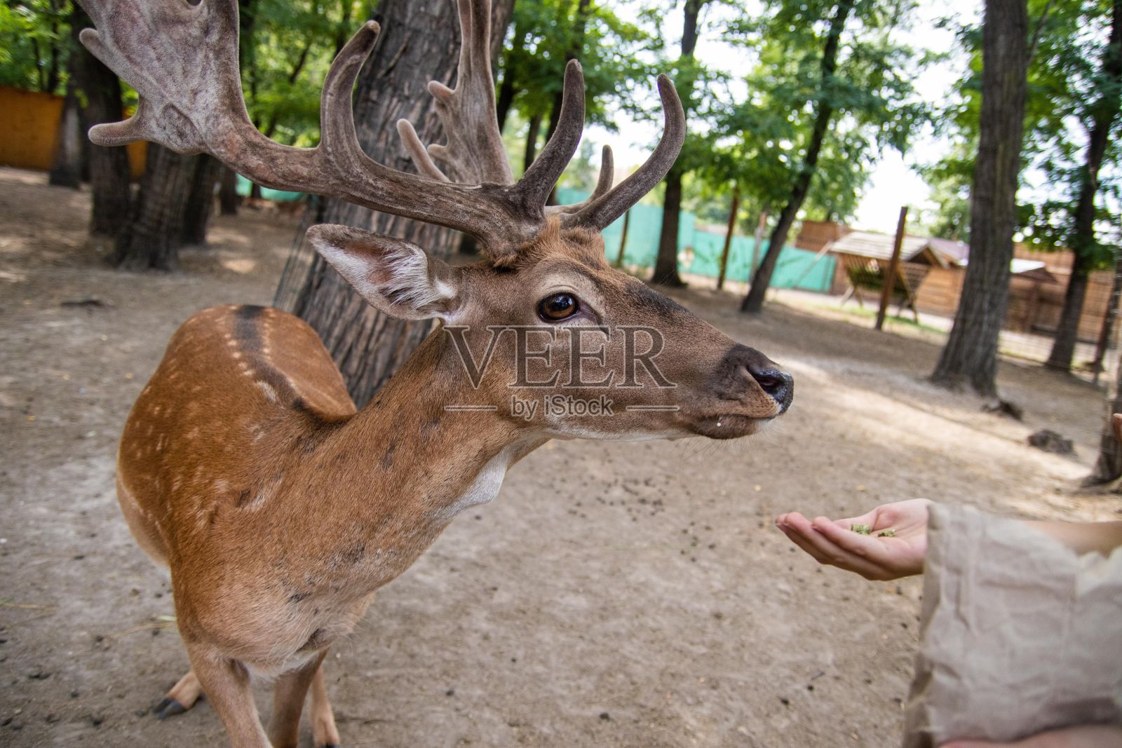 动物园里用手喂一只可爱的梅花鹿照片摄影图片
